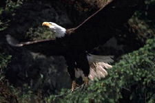 Canada-British Columbia-Cariboo Wilderness - Siwash Lake Ranch